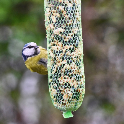 Blaumeise mit Vogelfutter