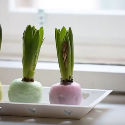 DIY Hyazinthen in Wachs