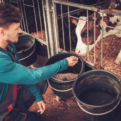 Mann füttert Kalb