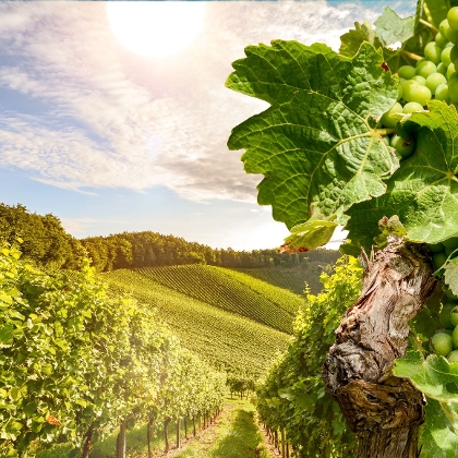 Hügeliger Weingarten mit reifen Weintrauben auf den Weinreben